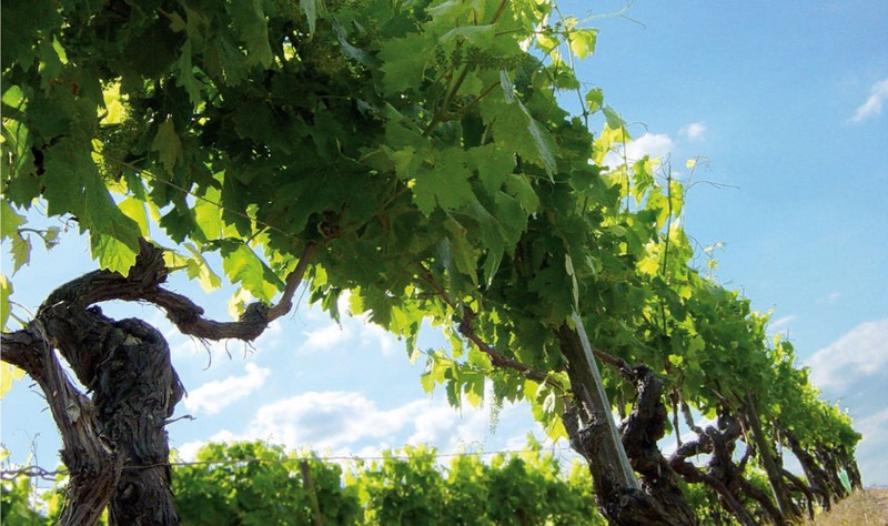 cognac vineyard