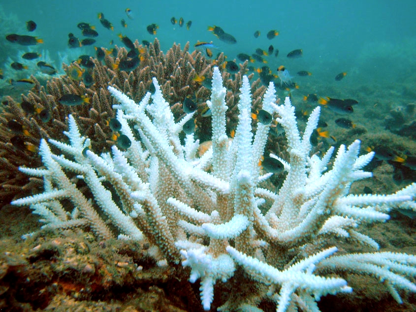 coral bleaching