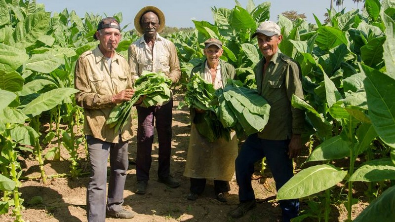 cuba vacations - tobacco