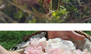 diorflowergardenforperfumes diorflowergardenforperfumes