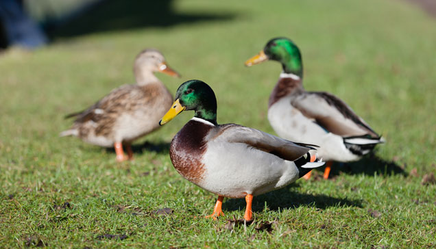 don't feed ducks with bread