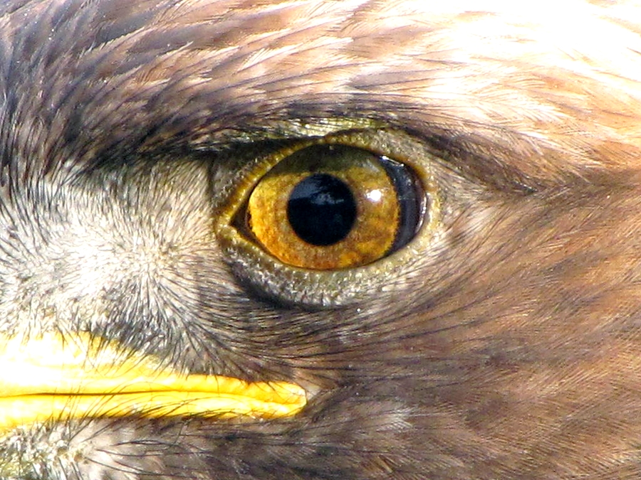 eagleeye