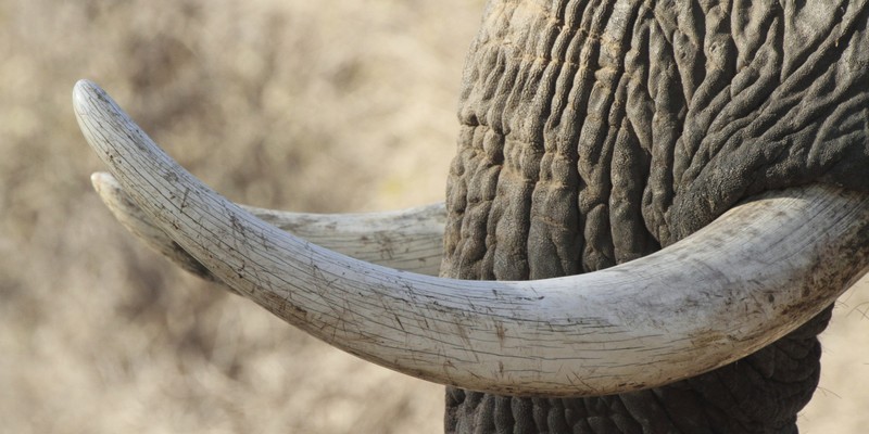 elephant-ivory