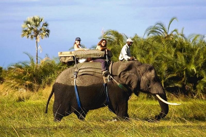 elephant-safari