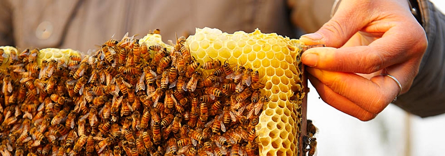 fairmont bees program