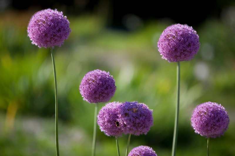 garlicflowers