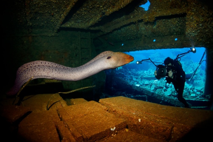 giant moray eel taken inside the wreck of the Chrisoula K in the northern Red Sea