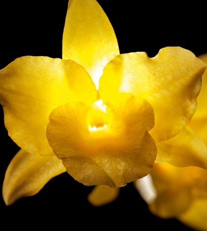 guerlain orchidarium research-