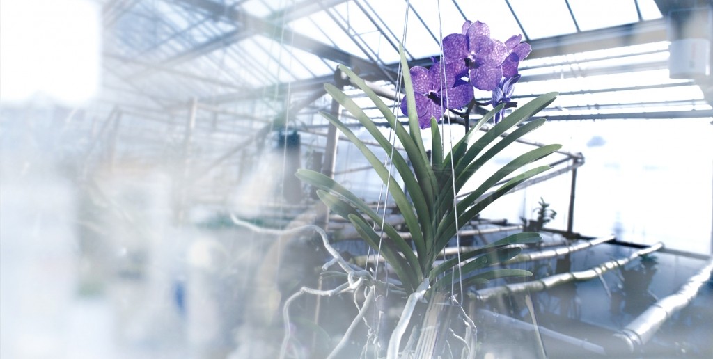 guerlain orchidarium research--