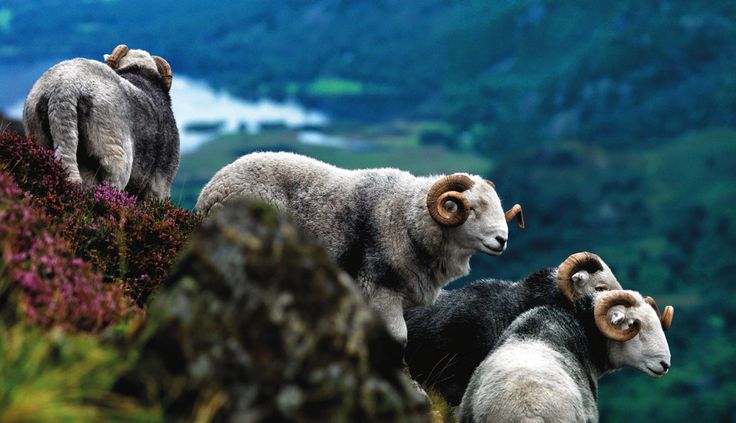 herdwick sheep