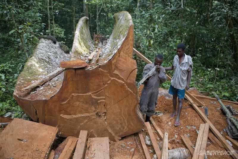 Logging in Ituri Forest