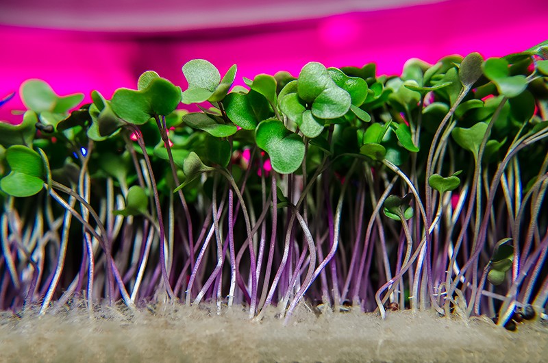 microgreen