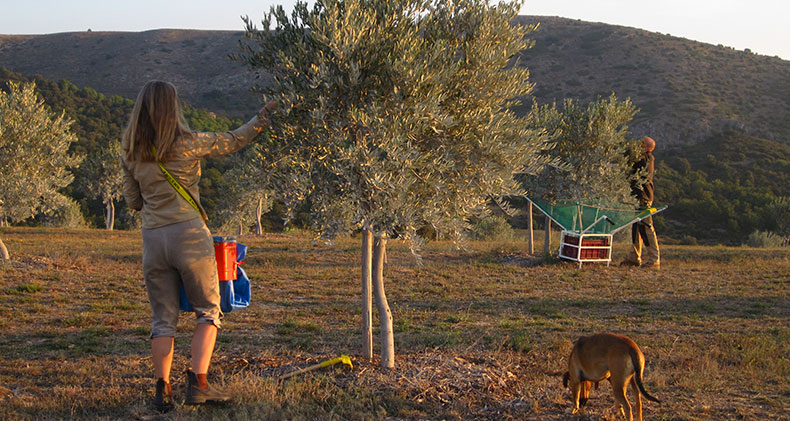 olive-harvesting-querubi-premiul extra virgin oil