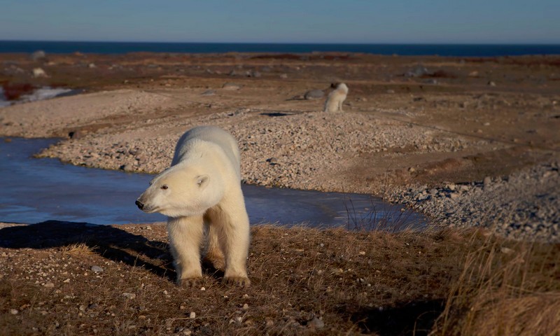 polar-bears-hudson-bay