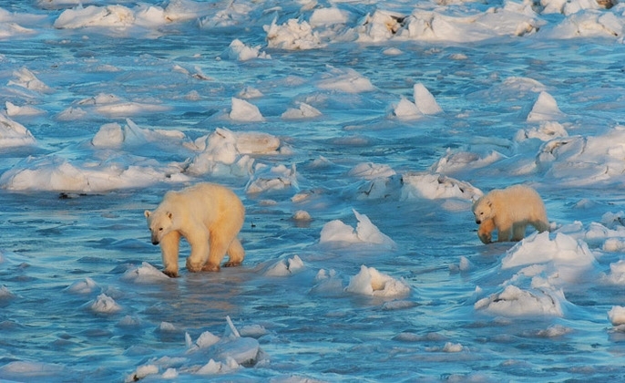 polar bears shrinking ice