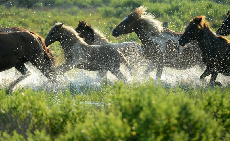 pony swim