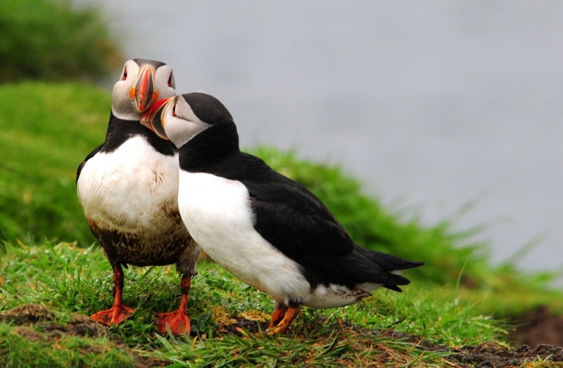 puffins facing extinction