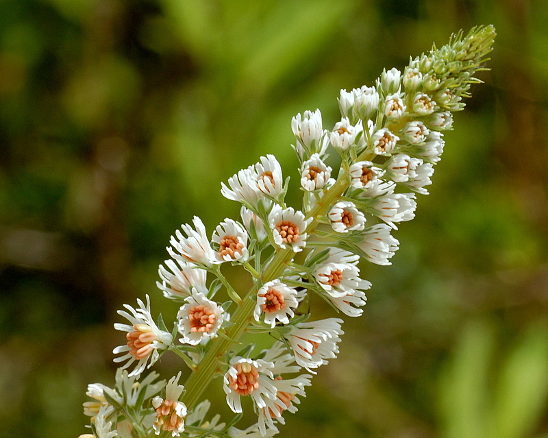 reseda alba