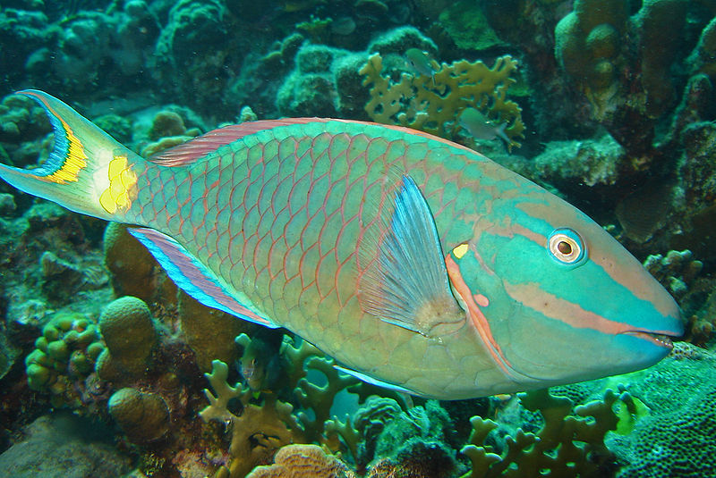 seaweed-eating fish