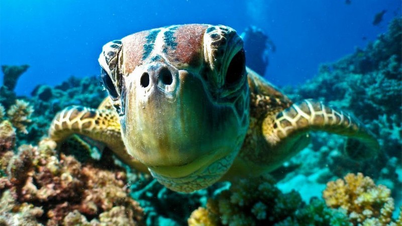 underwater observation