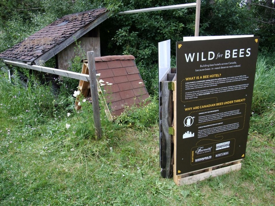 wild for bees