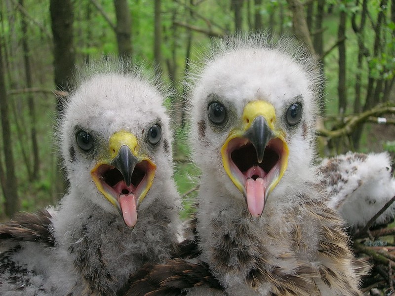 wildlife around chernobyl