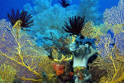 Coral Sea – The world’s biggest protected marine park