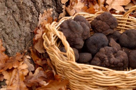 Perigord black truffles vs Chinese look-a-like black truffles