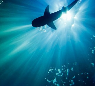 Sustainable Seafood Policy: Shark fins off the menu