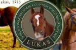 Playing with Lukas, world’s smartest horse