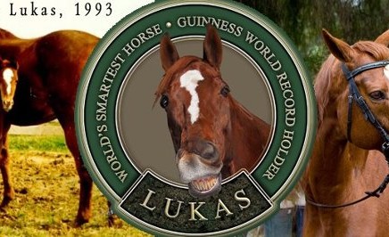 Playing with Lukas, world’s smartest horse