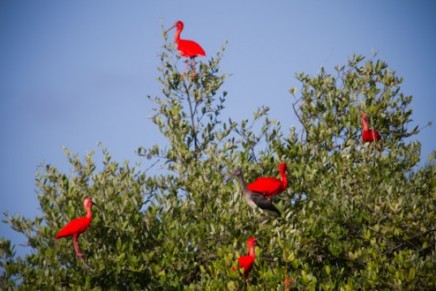 Richard Branson rebuilds Virgin Islands’ native birds populations