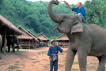 Thai coffee from elephant dung – one of the most expensive blends in the world