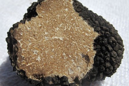 Climate change hitting the Perigord black truffle