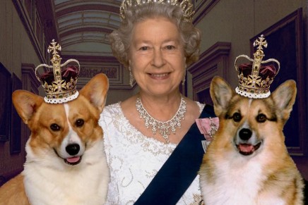 Royal treatment for pets, despite a turbulent economy