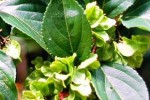 Chinese plant compound – unbelievably potent in killing tumor cells