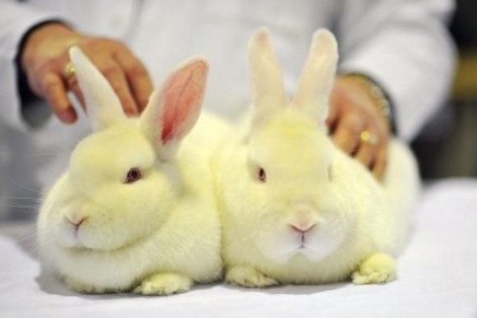 No cruel cosmetics in Europe: cosmetics testing on animals finally banned by EU