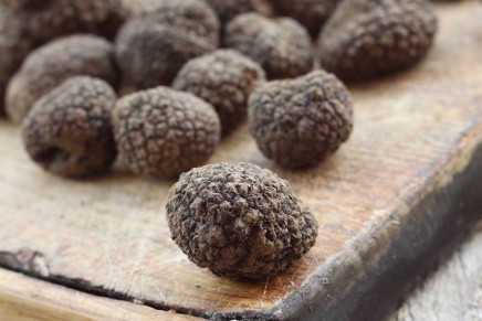 Cultivated Périgord black truffle to create a new industry for Canadian farmers