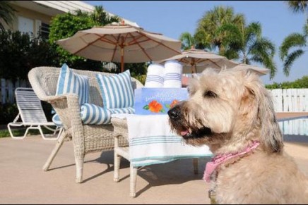 Top deluxe digs for Fido and family