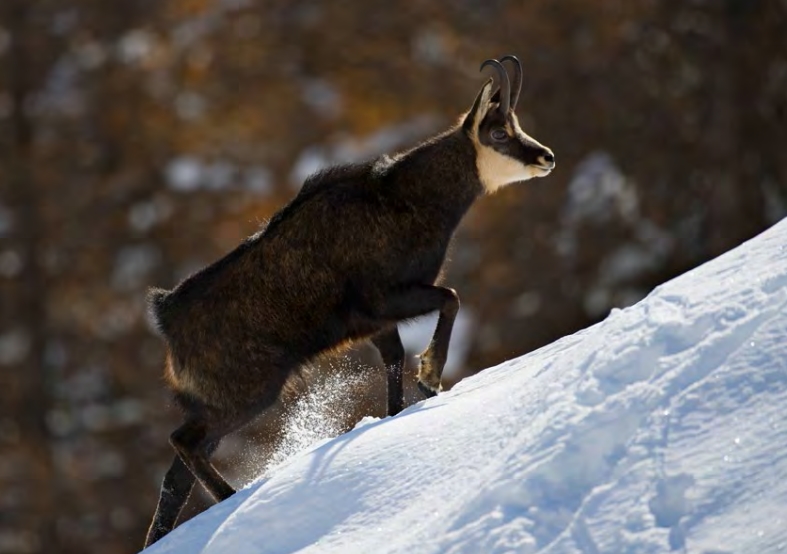 Wildlife comeback in Europe, but many species have not yet reached ...