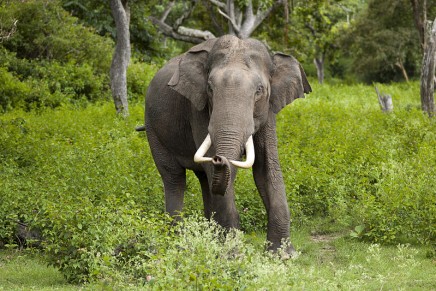 One-of-a-kind Elephants to raise awareness of the Asian elephants’ dramatic plight