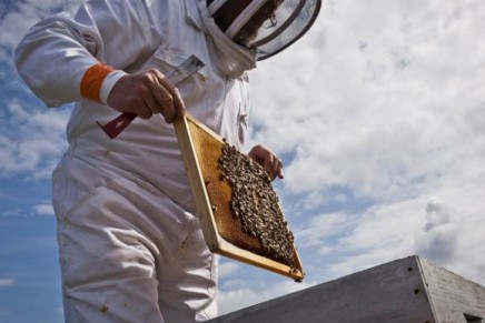 Bees under Guerlain’s protection