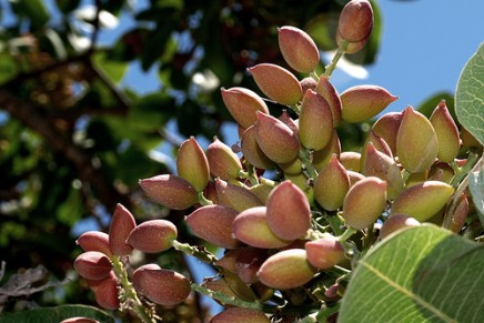 Tree nuts reduce pancreatic cancer risk: study