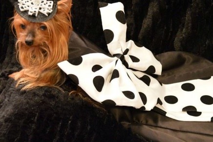 2014 New York Pet Fashion. Couture for haute doggies
