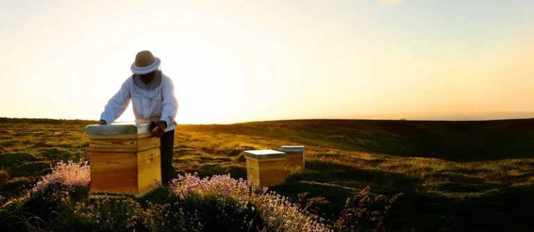 Luxury Recommendation