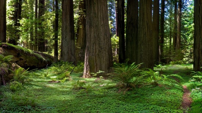 Luxury Recommendation