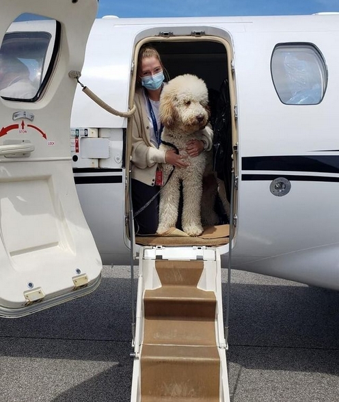 Why more travelers are flying their pets by private jet