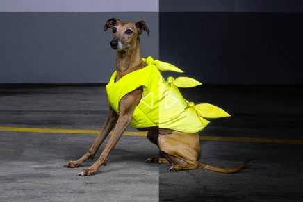 High-fashion hi-vis dog wear
