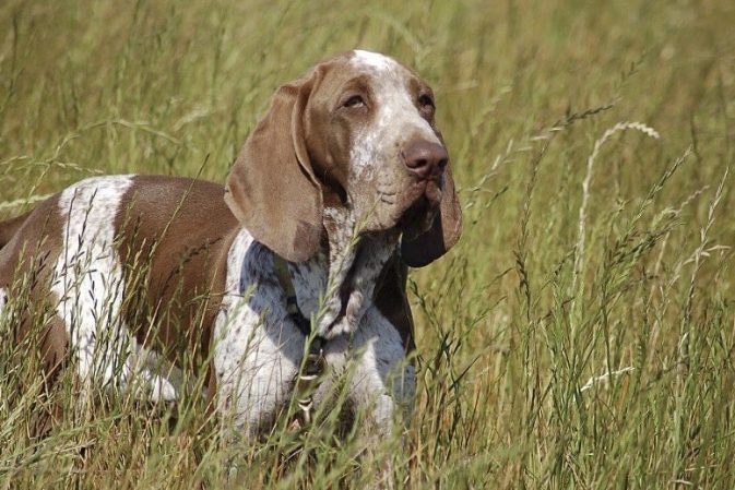 Bracco Italiano has received full recognition and is the AKC’s 200th breed