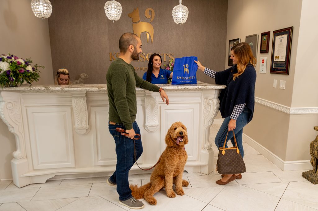 A Tail-Wagging Vacation: The Rise of Luxury Pet Hotels and the Future of Canine Comfort